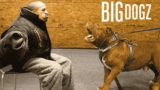 Taking On ‘Hulk’ – The World’s Biggest Pitbull