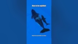 Morgan the orca gives birth in captivity | Born to be exploited at Loro Parque