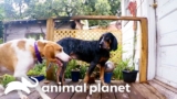 For The First TIme a Puppy Meet and Greet Doesn’t Work! | Pit Bulls and Parolees | Animal Planet