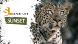 SafariLIVE Sunset – 01 June 2025