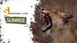 SafariLIVE Sunrise – 01 June 2025