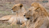 When he roared, the bush stopped to listen…