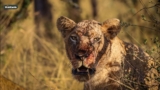 Lions everywhere – SafariLIVE Sunrise – 30 May 2025