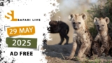 A furry Thursday – SafariLIVE Sunset – 29 May 2025
