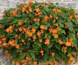 20 Medicinal Health Benefits of Begonia sutherlandii (Sutherland’s begonia)