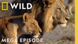 Proving Your Worth in the Wild | Savage Kingdom MEGA Episode | Nat Geo Animals