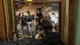 Op Little Dogs Big Hearts: the rescue of over 140 chihuahuas and other animals from neglect.