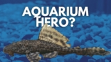 The Importance Of Armored Catfish In Aquariums: A Complete Guide For Fish Keepers