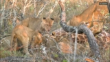 Lions vs Giraffe: Can a pride of lions take down a giraffe?