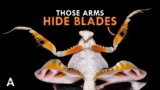 These Creatures Have Too Many Legs And They’re Terrifying