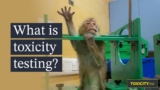 You were never meant to see this: Inside toxicity testing labs