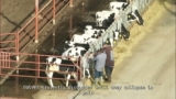 Drone Video Shows Calves Kicked, Violently Handled at Clover Sonoma-Linked Calf Ranch