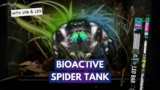 Using UVB With My Jumping Spider?! | Bioactive Build