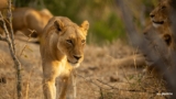And suddenly… Lions! – SafariLIVE Sunrise – 08 August 2026