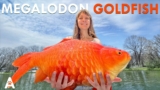Why Goldfish Get So Big In The Wild