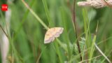 In 1952, one of England’s rarest moths was last recorded at a Northumberland estate; more than 70 years later, conservationists returned after the landscape was restored and found a hidden population within 10 minutes