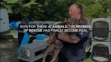 Inside Operation Money Trail – the rescue of 47 animals from a rescue under investigation