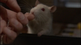 From labs to loving homes: rescued rats adore pats and affection!
