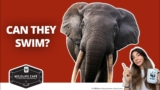 10 Most Asked Elephant Questions—Answered by a Wildlife Expert