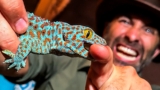 Bitten by an Angry Gecko!