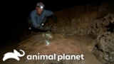 Deadly Creature RIPS Fishing Reel Out of Jeremy’s Hands! | River Monsters | Animal Planet