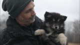 Operation Winter Storm Fern – the rescue of 42 Pomskies and other "designer" mixes