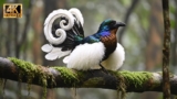 Hidden Mysteries of the Most Beautiful Feathered Rainforest Birds | 8K Nature ASMR