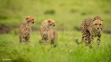 When the cheetah chirps – SafariLIVE Sunset – 10 September 2026