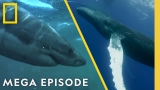 Orcas vs Great White Sharks & Humpback Whales | Whale MEGA Episode Special | Nat Geo Animals