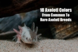 Axolotl Colors and Morphs Explained: The Chromatophore Genetics, the Morph Identification Keys, the Rare-Morph Reality, and the Pricing-and-Ethics Picture