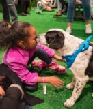 No, “Pandemic Pups” Aren’t Being Returned to Shelters at High Rates — Foster Dogs