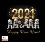 New year message from ykkennel
