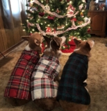 Merry Christmas Corgi Nation!