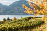 Celebrate Chardonnay Day with British Columbia Wines — uncorkBC — uncorkBC