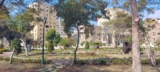 5 Dog-Friendly Places in Cairo