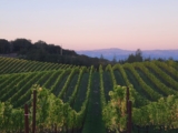 Why Vineyard Technology Was Essential During the Early 2026 Harvest