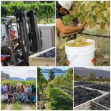 BC Wine Harvest 2026: A Record-Early Start, Promising Fruit and a Complicated Vintage