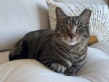 What We Learned Losing, Finding, and Catching Our Beloved Cat
