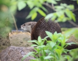 Aww! New River Otter at Lincoln Park Zoo