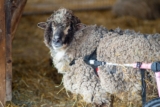 In Honor of Hilda’s Rescue Anniversary, Help Her Legacy Live on