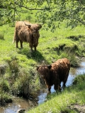 Immerse Yourself into the Mystical Beauty of the Scottish Highlands to Experience True Wonder!