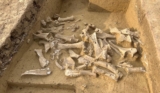 Ice Age Humans Mostly Killed Female Woolly Mammoths, Suggests Ancient DNA