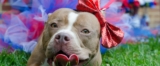 Tröegs And PSPCA Launch “PALs With Your Pal” Pet Adoption Program