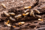Termite Inspections: Why They are Essential During Termite Season