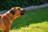 5 Signs Your Dog Is Bored (Even With a Backyard) – 2 Paws Up Inc.