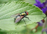 House Flies Pest Control Singapore