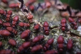 🪵 Termites (White Ants) in Singapore: Complete Control Guide