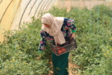 Biopesticides: Supporting Sustainable Agriculture in Jordan