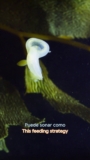 Monterey Bay Aquarium — El nudibranquio león parece pequeño y delicado,…
