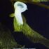 New macOS Update Leaks Massive Trove Of Unannounced Apple Products